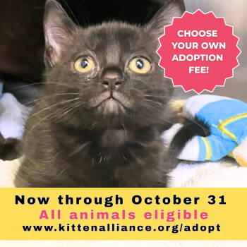 Rescue Domestic Short Hair Cats for Adoption in Asheville, North Carolina - Stevie | PetCurious