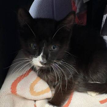 Stink Bug -  Domestic Short Hair Cat for Adoption in Dekalb, Illinois - Stink Bug | PetCurious