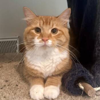 Colby -  Domestic Long Hair Cat for Adoption in Etna, Pennsylvania - Colby | PetCurious