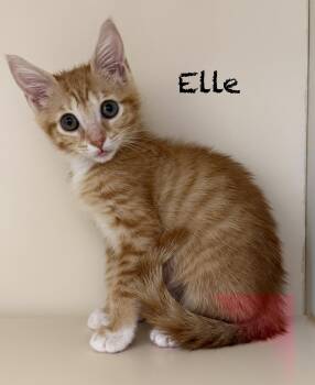 Elle -  Domestic Short Hair Cat for Adoption in Pawleys Island, South Carolina - Elle | PetCurious