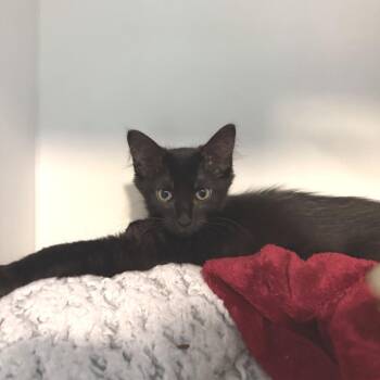 Zinnia -  Domestic Short Hair Cat for Adoption in South Burlington, Vermont - Zinnia | PetCurious