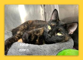 TOCO -  Domestic Short Hair Cat for Adoption in Marietta, Georgia - TOCO | PetCurious
