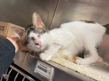 KENSHI -  Domestic Short Hair Cat for Adoption in Fort Wayne, Indiana - KENSHI | PetCurious