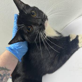 Daliah -  Domestic Short Hair Cat for Adoption in Newark, New Jersey - Daliah | PetCurious
