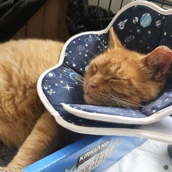 Howler "Orange Chicken" Wyalusing -  Domestic Short Hair Cat for Adoption in Philadelphia, Pennsylvania - Howler "Orange Chicken" Wyalusing | PetCurious
