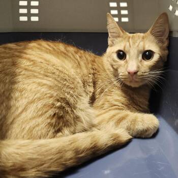 Mango -  Domestic Short Hair Cat for Adoption in Clearwater, Florida - Mango | PetCurious