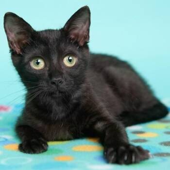 Damita de Mayo -  Bombay and Domestic Short Hair Cat for Adoption in Friendswood, Texas - Damita De Mayo | PetCurious