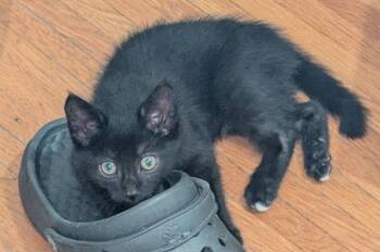 Kiwi -  American Shorthair Cat for Adoption in Rochester, New York - Kiwi | PetCurious