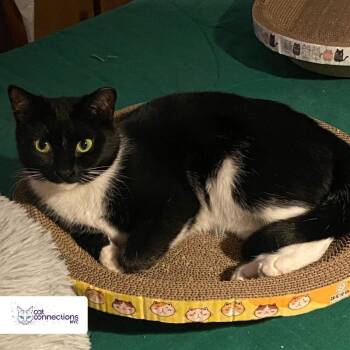 Rescue American Shorthair Cats for Adoption in New York, New York - River | PetCurious