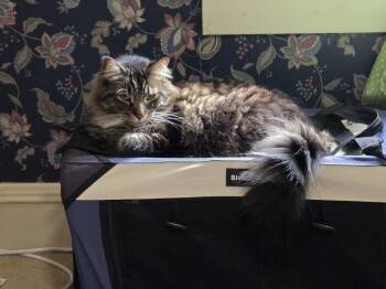 Maine Coon Cats Available for Adoption in Fort Worth, Texas - Zeus (bonded To Oreo) | PetCurious