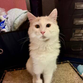 Rescue Domestic Short Hair Cats for Adoption in Yanceyville, North Carolina - Pixel 25-1470 | PetCurious