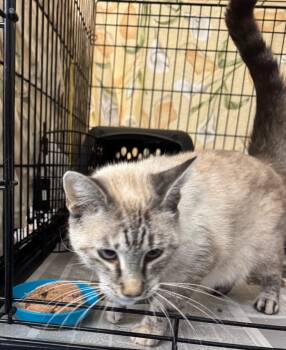 Rescue Siamese Cats for Adoption in Pomona, New York - Christie (Mali) | PetCurious