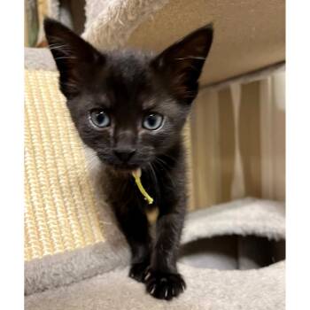 Petunia 13 -  Domestic Short Hair Cat for Adoption in Austin, Texas - Petunia 13 | PetCurious