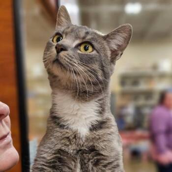 Domestic Short Hair Cats Available for Adoption - Nala | PetCurious