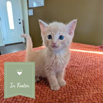 Cassato -  Domestic Medium Hair Cat for Adoption in Chico, California - Cassato | PetCurious