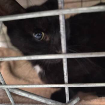 Domestic Short Hair Cats Available for Adoption in Montgomery, Alabama - Mama | PetCurious