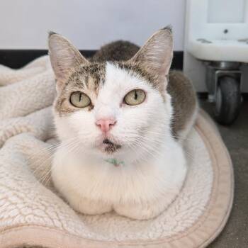 Eggs -  Domestic Short Hair Cat for Adoption in Fort Wayne, Indiana - Eggs | PetCurious