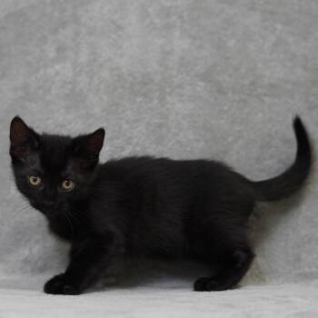 Haribo -  Domestic Short Hair Cat for Adoption in Sunnyvale, California - Haribo | PetCurious