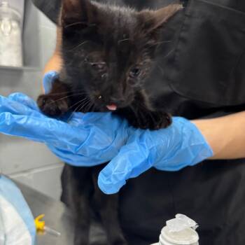 Rescue Domestic Short Hair Cats for Adoption in Summerville, South Carolina - Rexis | PetCurious