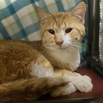 Edward -  Domestic Short Hair Cat for Adoption in Owosso, Michigan - Edward | PetCurious