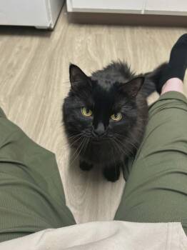 Majora -  Domestic Long Hair Cat for Adoption in Gladstone, Oregon - Majora | PetCurious