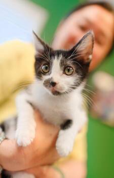 Flower -  Tuxedo and Domestic Short Hair Cat for Adoption in Campbell, California - Flower | PetCurious