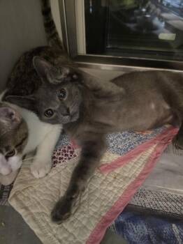 Jeep -  Domestic Short Hair Cat for Adoption in Rowlett, Texas - Jeep | PetCurious