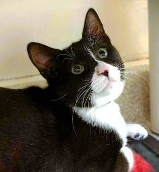 Rescue Domestic Short Hair Cats for Adoption in Seal Beach, California - Kitten Zillow | PetCurious