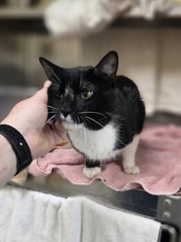 Otto -  Domestic Short Hair Cat for Adoption in Westland, Michigan - Otto | PetCurious