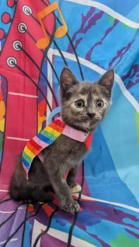 Ivy -  Domestic Short Hair Cat Available for Adoption in Chesapeake Beach, Maryland - Ivy | PetCurious
