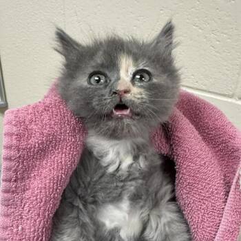 Chairry -  Domestic Medium Hair Cat for Adoption in Reno, Nevada - Chairry | PetCurious