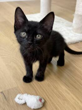 Domestic Short Hair Cats Available for Adoption in Fort Worth, Texas - Stu | PetCurious