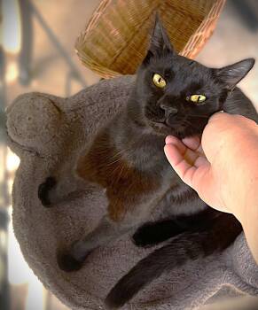 Domestic Short Hair Cats Available for Adoption in Fort Myers, Florida - Mowgli | PetCurious