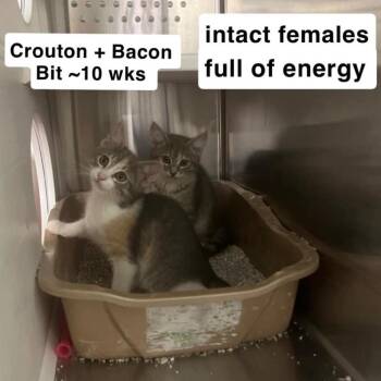 Salad Sisters - Crouton -  Domestic Short Hair Cat for Adoption in Washington, District Of Columbia - Salad Sisters - Crouton | PetCurious
