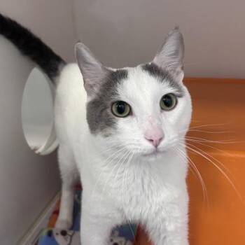 Junior -  Domestic Short Hair Cat Available for Adoption in Janesville, Wisconsin - Junior | PetCurious