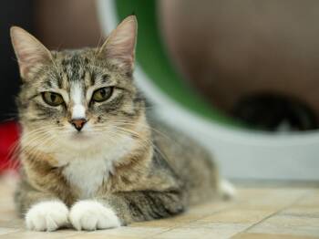 Dolly -  Tabby and Domestic Short Hair Cat for Adoption in Republic, Washington - Dolly | PetCurious