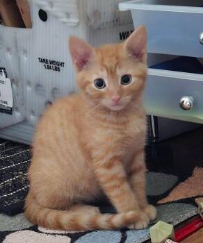 Urchin -  Domestic Short Hair Cat for Adoption in Roxbury Township, New Jersey - Urchin | PetCurious