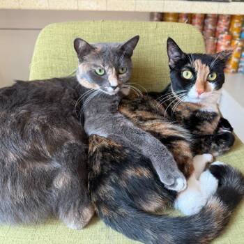 Cali -  Domestic Short Hair Cat for Adoption in Tustin, California - Cali | PetCurious