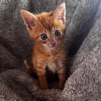 Alvin -  Domestic Short Hair Cat for Adoption in Wichita, Kansas - Alvin | PetCurious