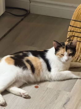 Rescue Domestic Short Hair Cats for Adoption in San Jose, California - Sweet P | PetCurious