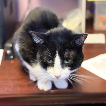 Carnie (FIV) -  Domestic Short Hair Cat for Adoption in Cortland, New York - Carnie (FIV) | PetCurious