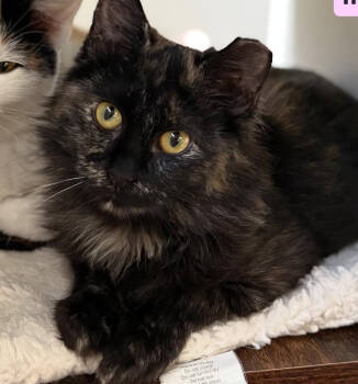 Rescue Domestic Medium Hair Cats for Adoption in Albuquerque, New Mexico - Velma | PetCurious