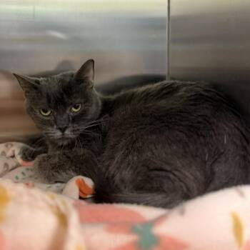 Suzuki -  Domestic Short Hair Cat for Adoption in Bullhead City, Arizona - Suzuki | PetCurious