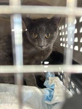 Archibald -  Domestic Short Hair Cat for Adoption in West Chester, Pennsylvania - Archibald | PetCurious