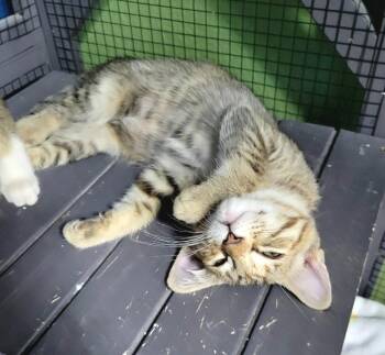 Nyla -  Domestic Short Hair Cat for Adoption in Green Valley, Arizona - Nyla | PetCurious