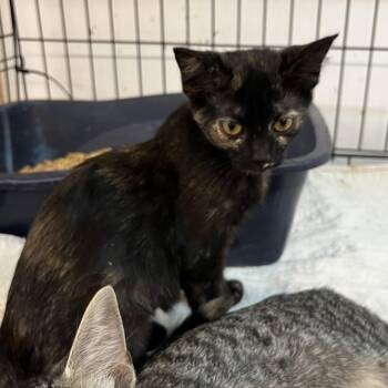 Spice -  Domestic Short Hair Cat for Adoption in Wappingers Falls, New York - Spice | PetCurious