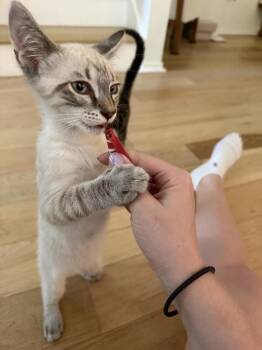 Uno 3 -  Siamese Cat Available for Adoption in Austin, Texas - Uno 3 | PetCurious