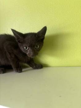 Shakespeare -  Domestic Short Hair Cat for Adoption in New Orleans, Louisiana - Shakespeare | PetCurious
