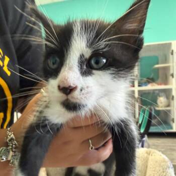 Domestic Short Hair Cats Available for Adoption in Lake Jackson, Texas - Beans | PetCurious