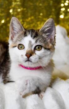 Chelsey -  Domestic Medium Hair and Domestic Short Hair Cat for Adoption in Yakima, Washington - Chelsey | PetCurious